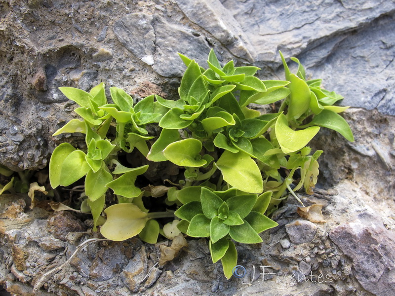 Theligonum cynocrambe.01