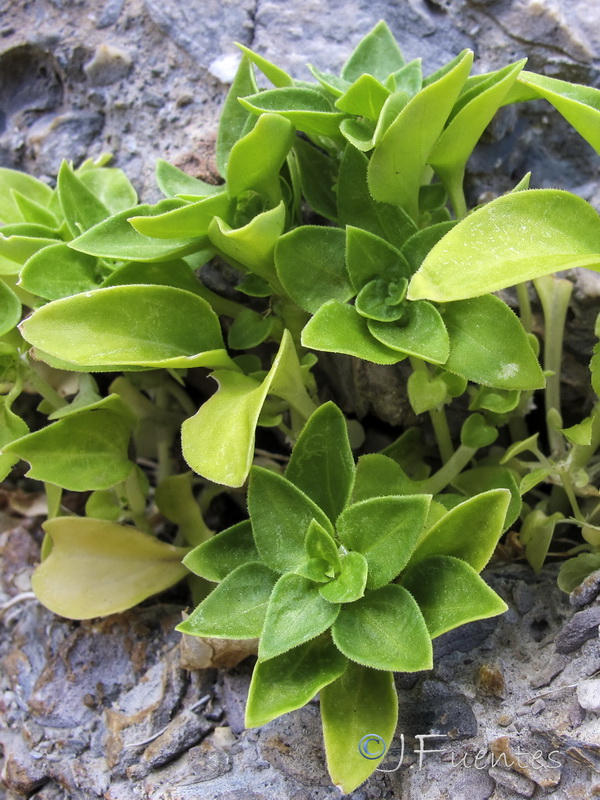 Theligonum cynocrambe.02