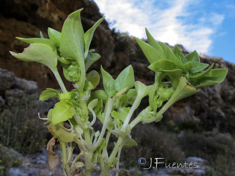 Theligonum cynocrambe.03