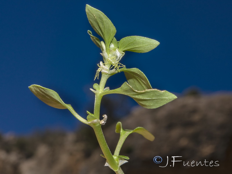 Theligonum cynocrambe.05