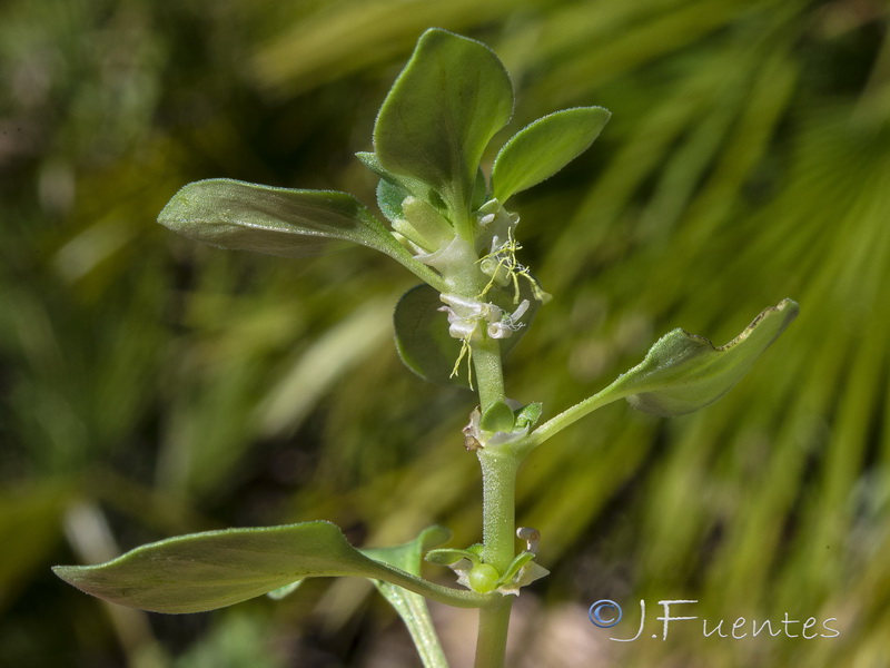 Theligonum cynocrambe.06
