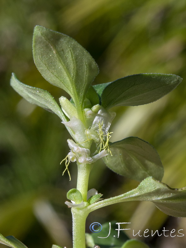 Theligonum cynocrambe.07