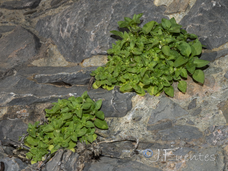 Theligonum cynocrambe.08