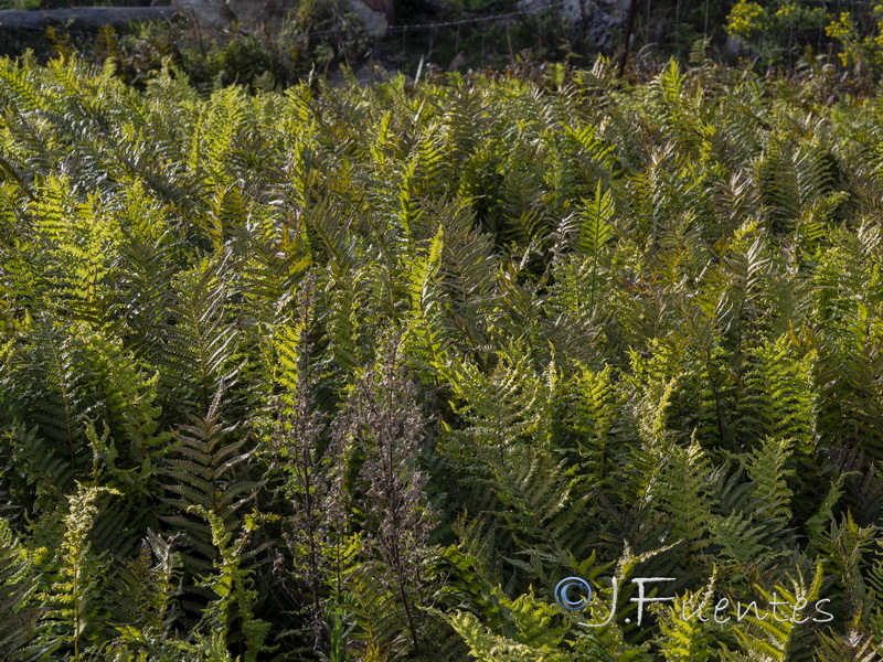 Thelypteris palustris.01