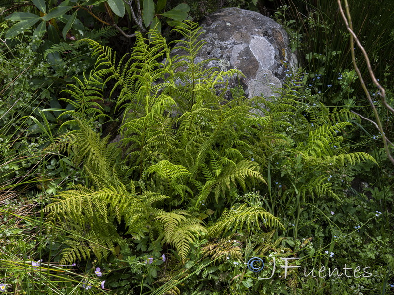 Thelypteris palustris.06