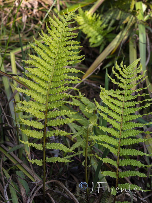 Thelypteris palustris.07