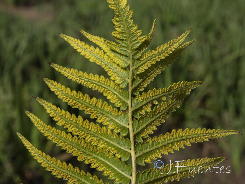 Thelypteris palustris.11