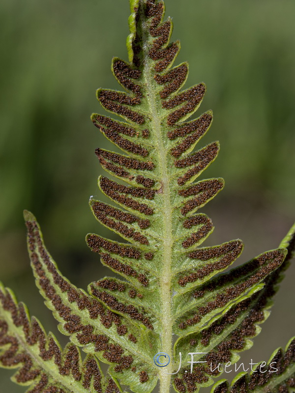 Thelypteris palustris.12