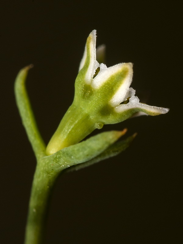 Thesium humifusum.12