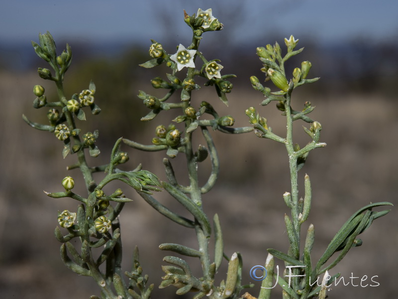 Thesium humifusum.17