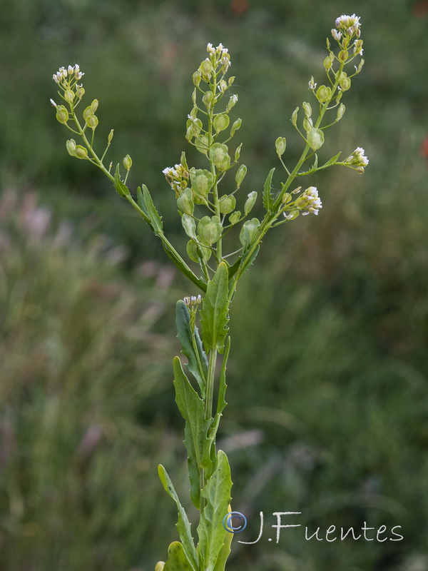 Thlaspi arvense.03