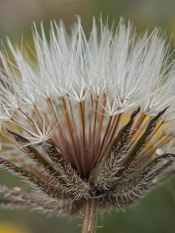 Thrincia hispida.11