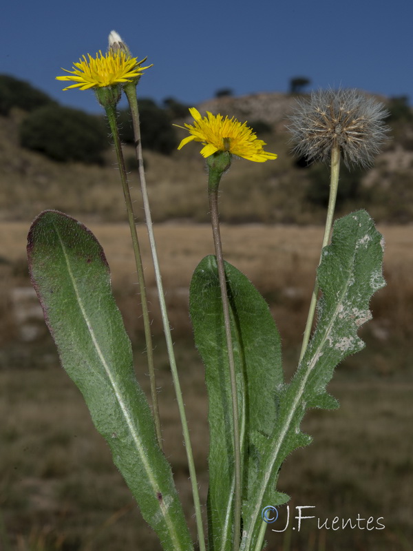 Thrincia hispida.18