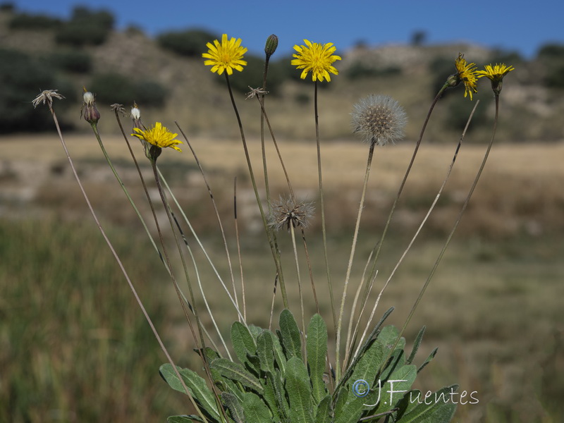 Thrincia hispida.19