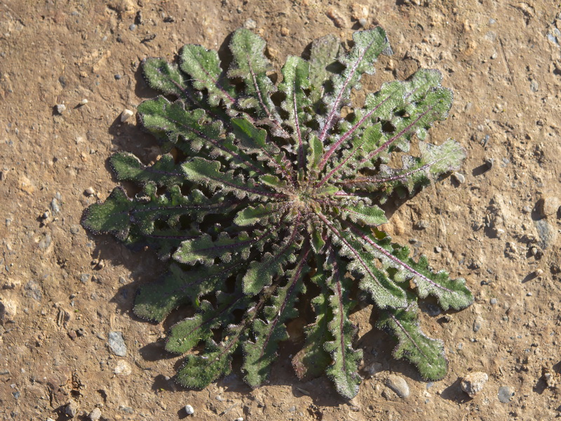 Thrincia hispida.30