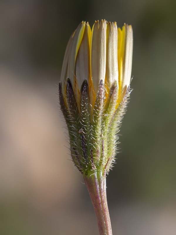 Thrincia hispida.31