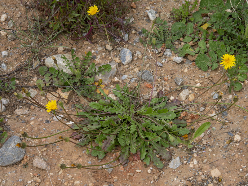 Thrincia hispida.20