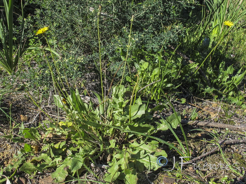 Thrincia maroccana maroccana.01