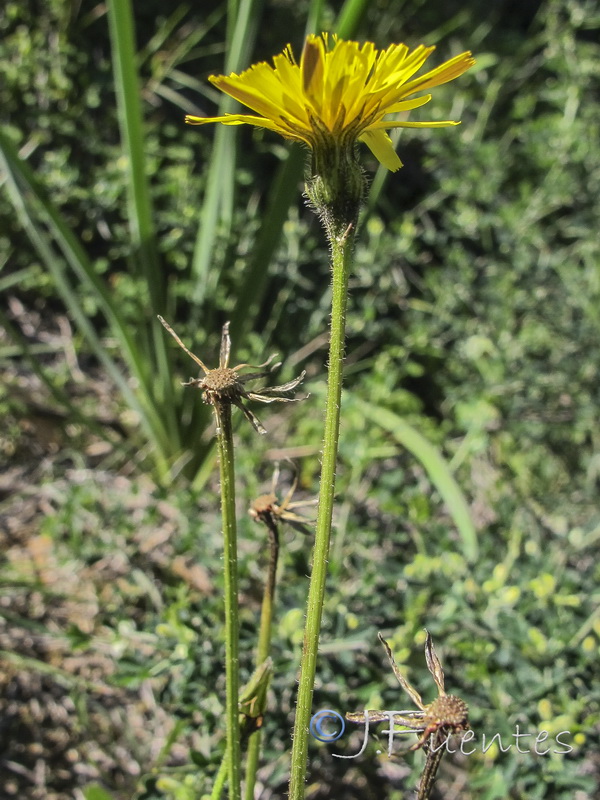 Thrincia maroccana maroccana.03