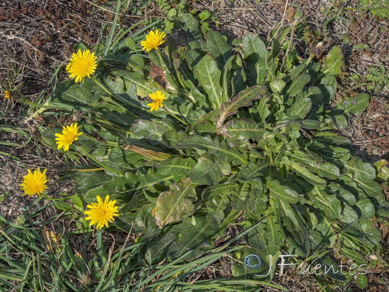 Thrincia maroccana maroccana.05