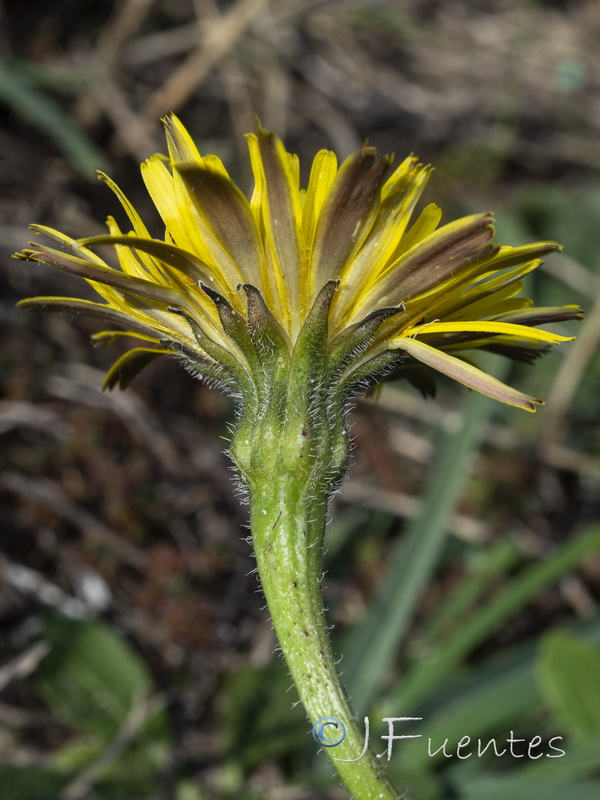 Thrincia maroccana maroccana.07