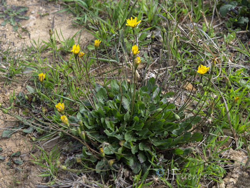 Thrincia maroccana maroccana.01