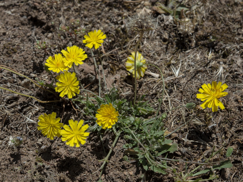 Thrincia saxatilis.01