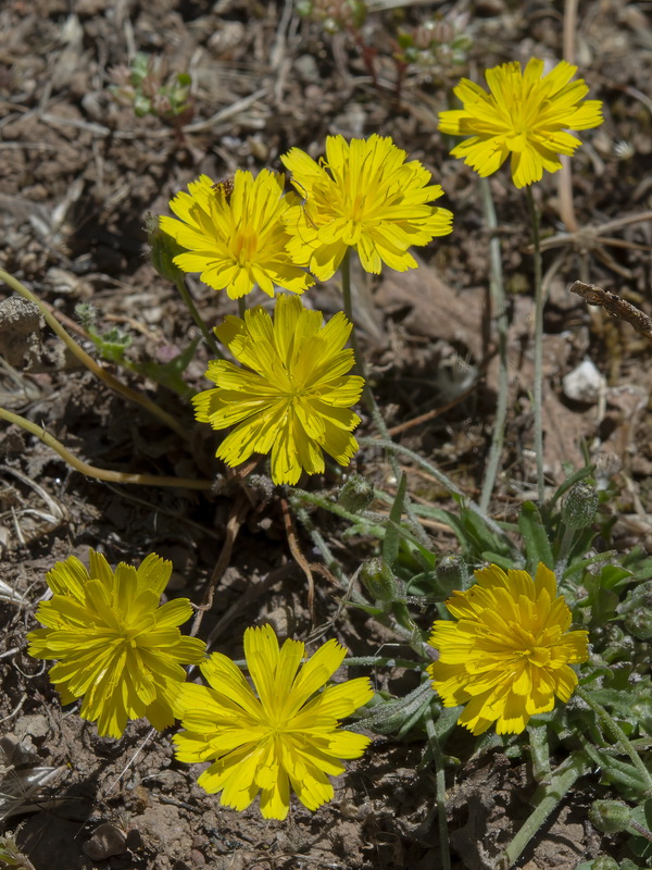 Thrincia saxatilis.02