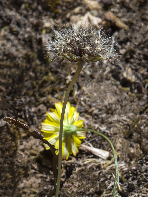 Thrincia saxatilis.03