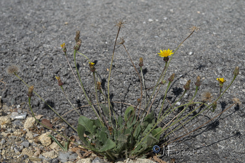 Thrincia tingitana.01