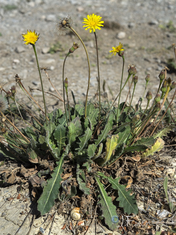 Thrincia tingitana.02