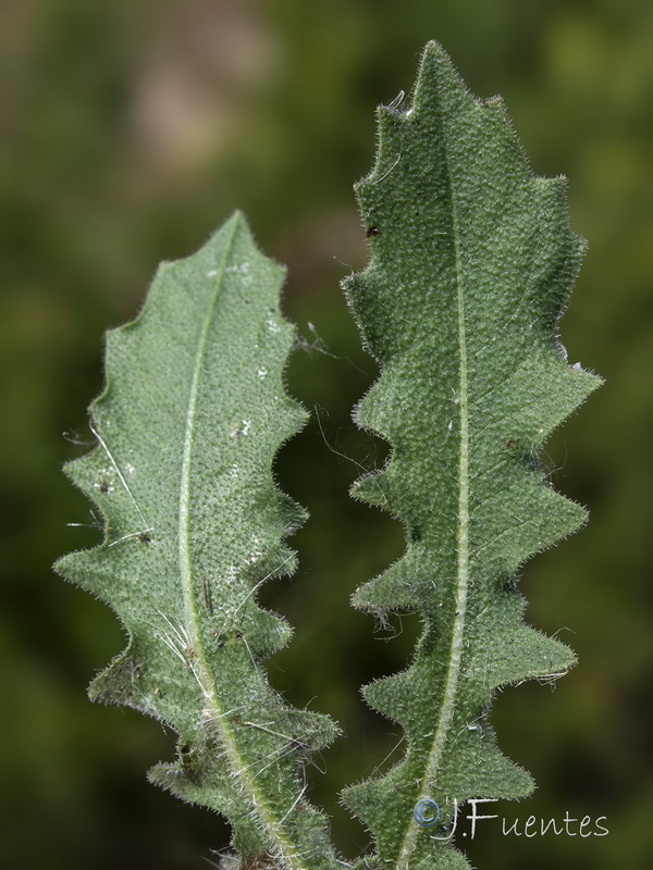 Thrincia tingitana.04