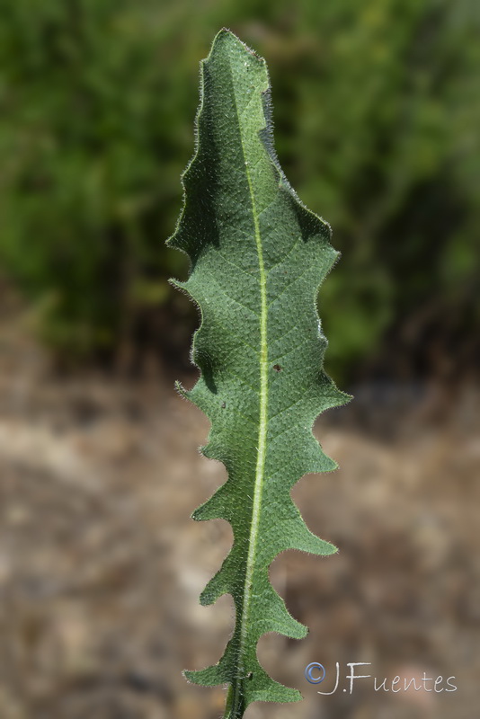 Thrincia tingitana.06