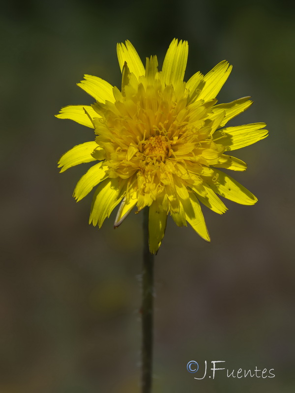 Thrincia tingitana.11