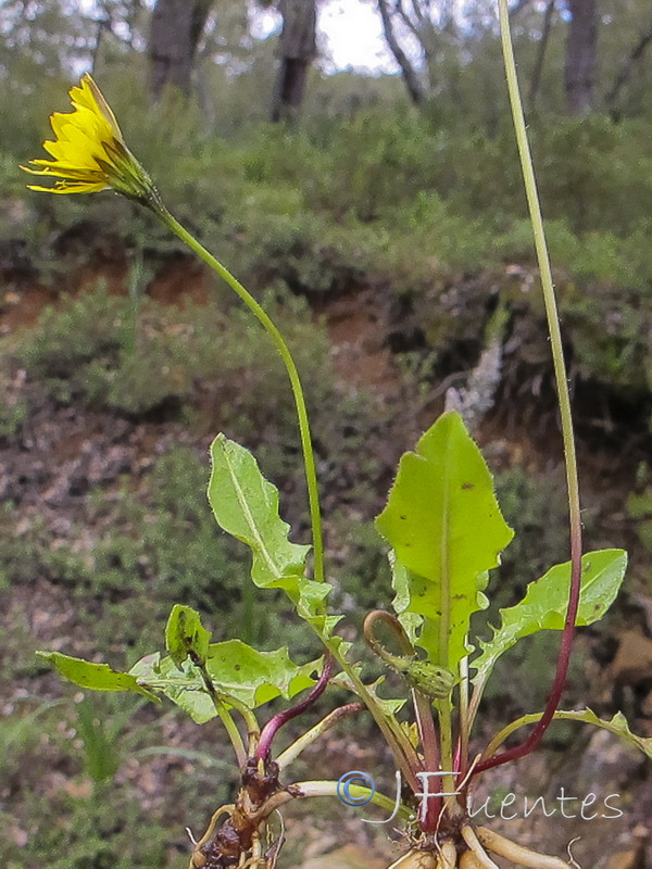 Thrincia tuberosa.01