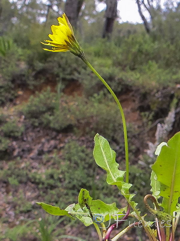 Thrincia tuberosa.02