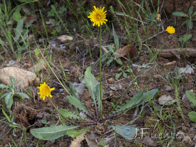 Thrincia tuberosa.04