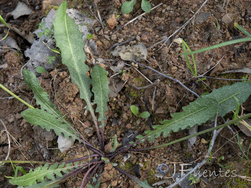 Thrincia tuberosa.06