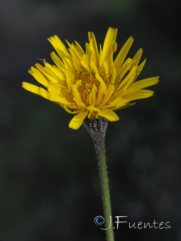 Thrincia tuberosa.07