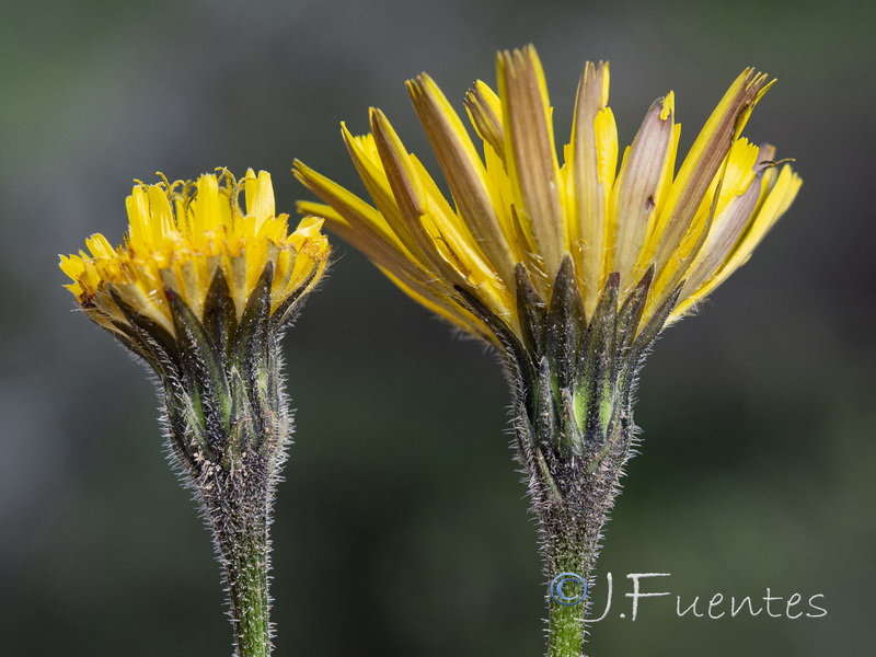 Thrincia tuberosa.08