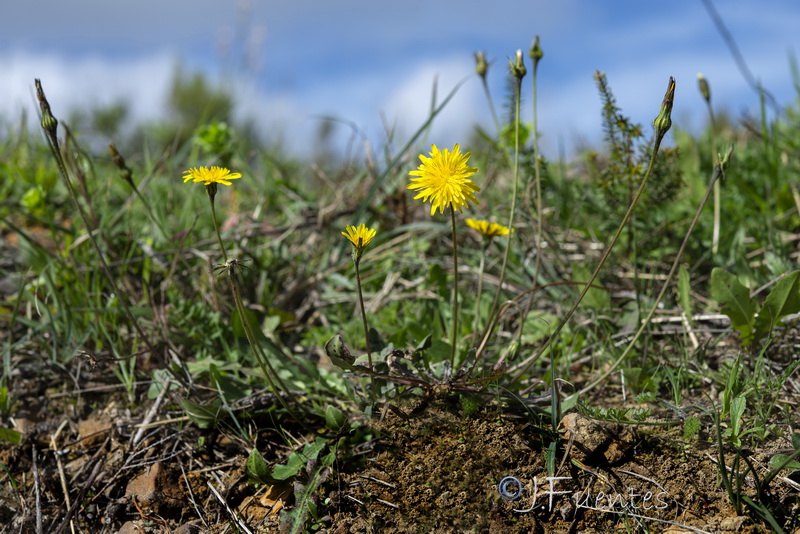 Thrincia tuberosa.13