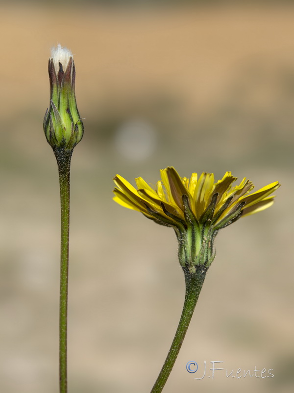 Thrincia tuberosa.02