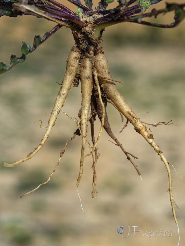Thrincia tuberosa.03