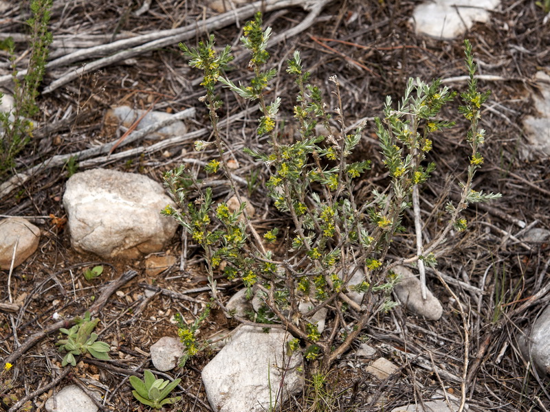 Thymelaea argentata.01