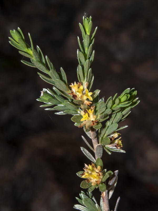 Thymelaea argentata.03