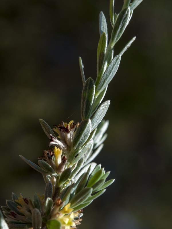 Thymelaea argentata.04