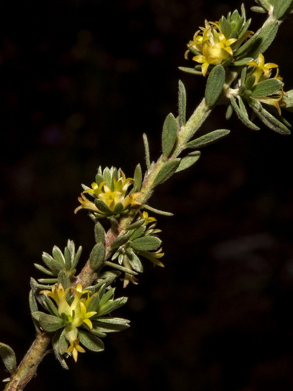 Thymelaea argentata.05