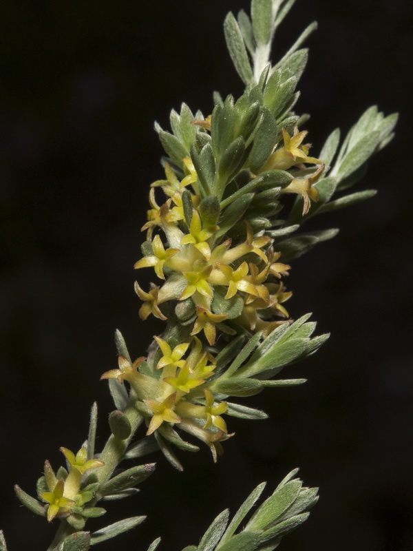 Thymelaea argentata.06