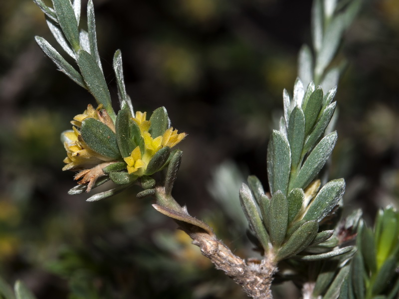 Thymelaea argentata.07