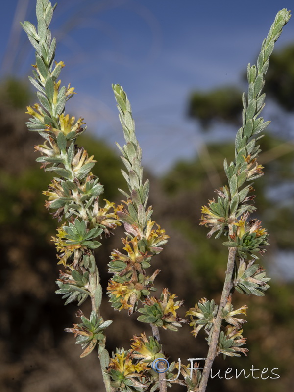 Thymelaea argentata.13